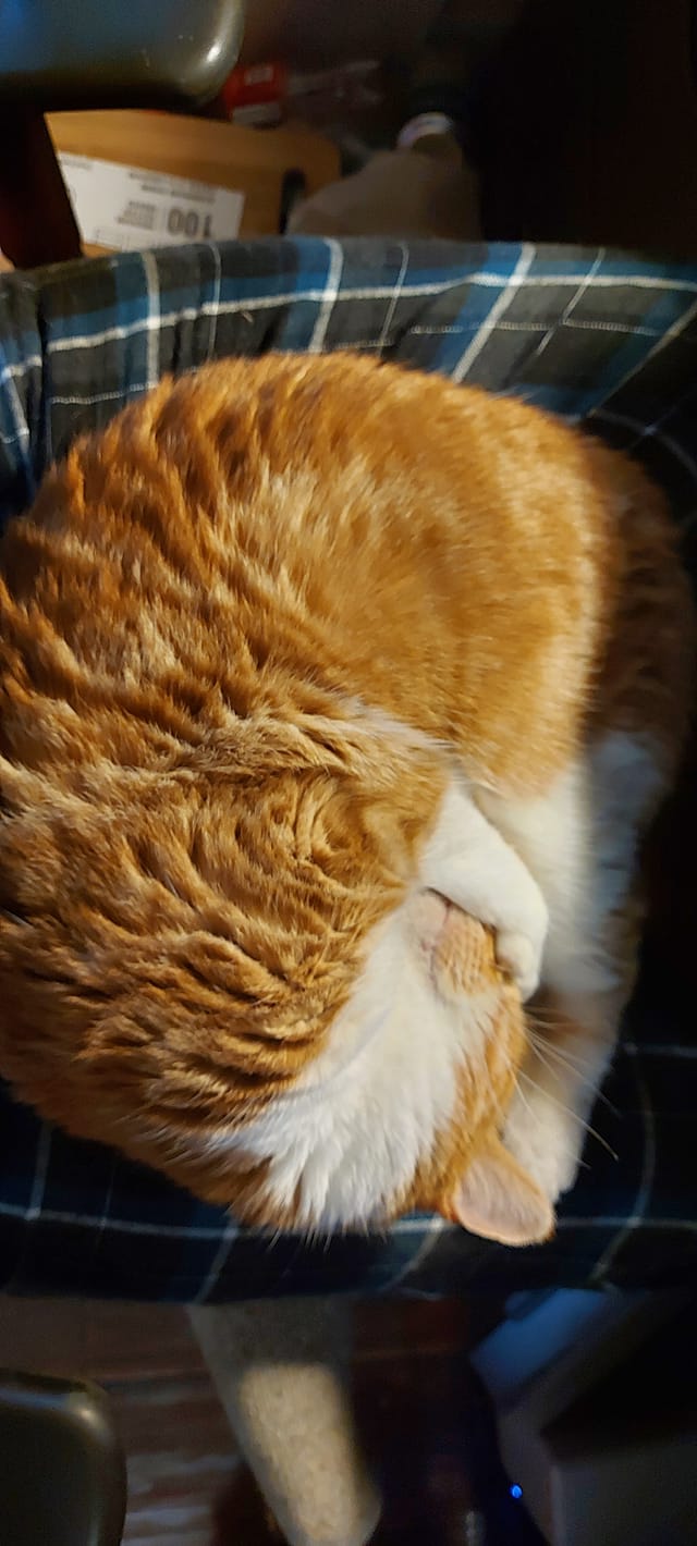 An orange cat is curled up on someone's lap